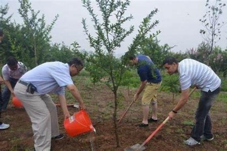 新栽的果树多久可以施肥