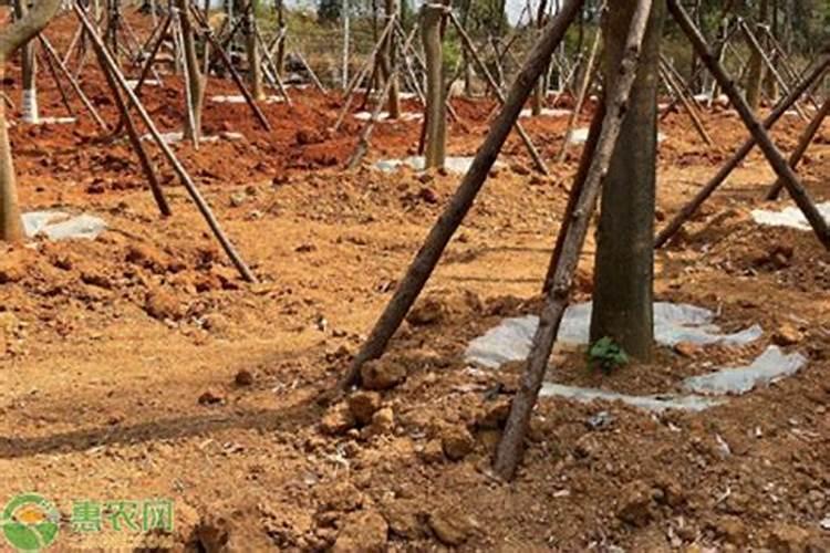 什么时候使用果树叶面肥效果最好 需要注意问题有