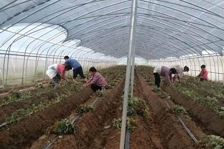 草莓各个时期的施肥方案,什么时候冲高磷肥