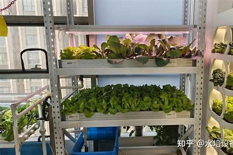 如何在室内种植蔬菜
