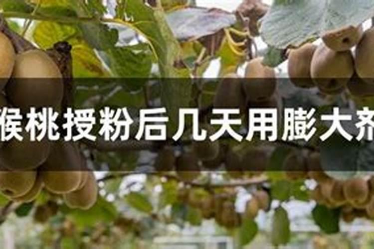 专家好,猕猴桃授粉之后,果园怎么施肥,修剪？