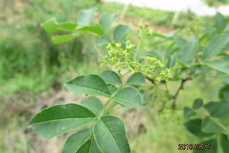 花椒花期用什么叶面肥