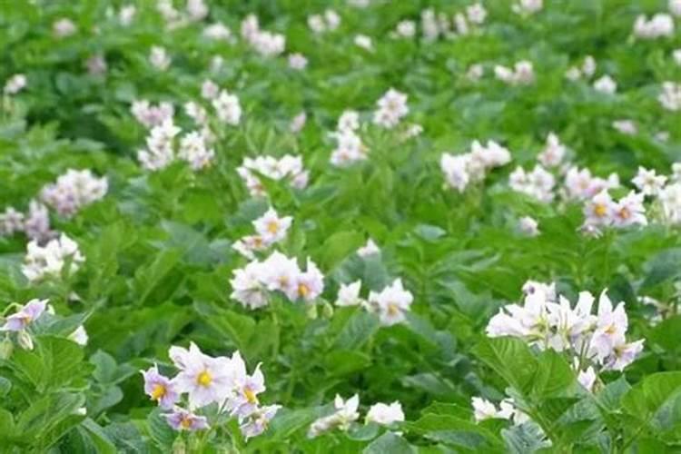 土豆开花后施什么肥料能提高产量