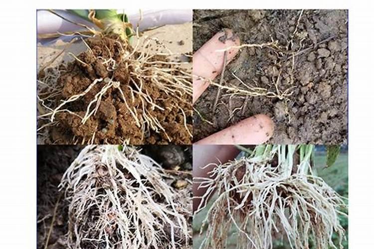 西红柿的种植用什么肥料好