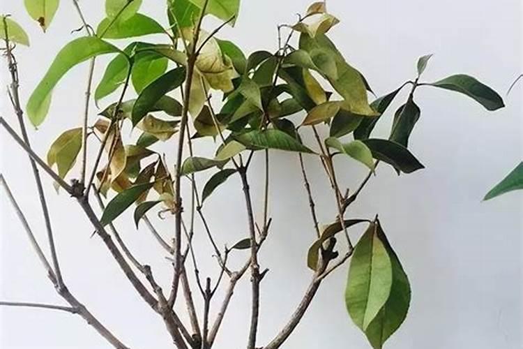 磷肥对植物的作用
