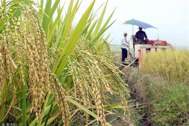 硫酸钾复合肥溶于水吗？可以用作水溶肥吗？