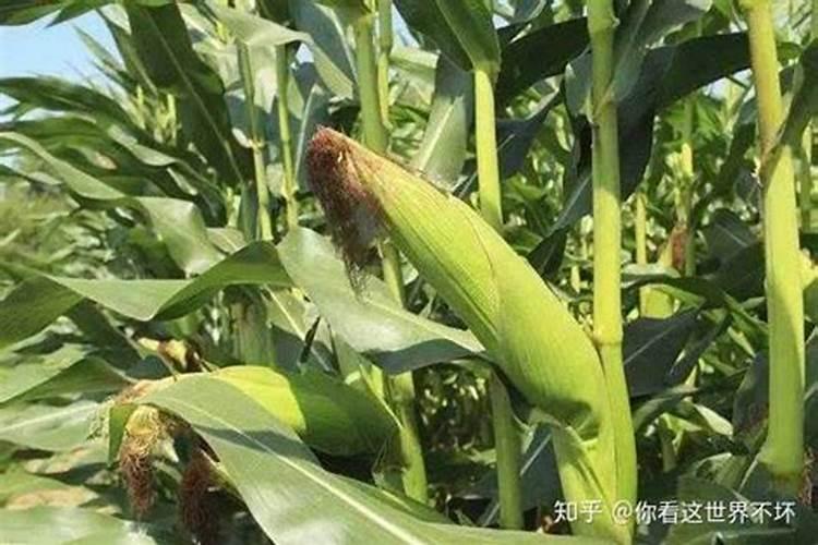玉米施肥的最佳时期