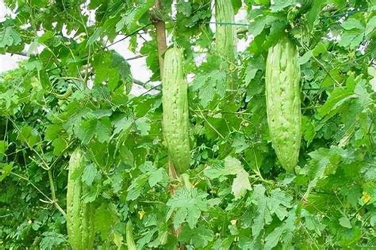 苦瓜施肥用什么肥料