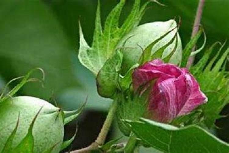 秋播豌豆高产高质的种植管理技术 豌豆怎么养育比较好