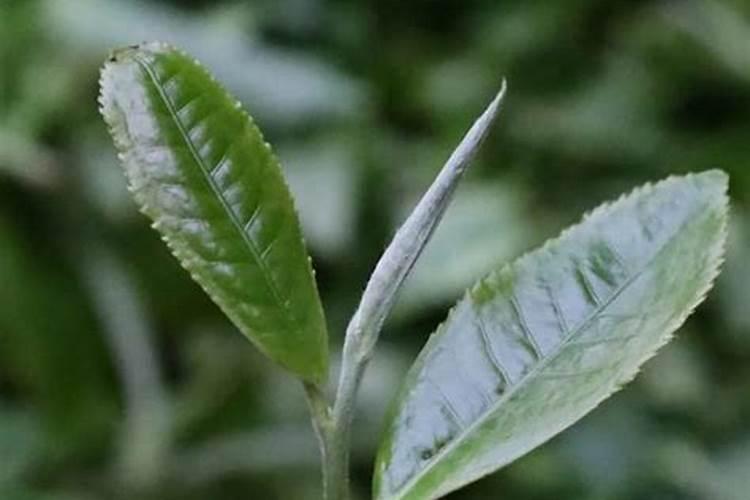 白荼施什么肥料最好？
