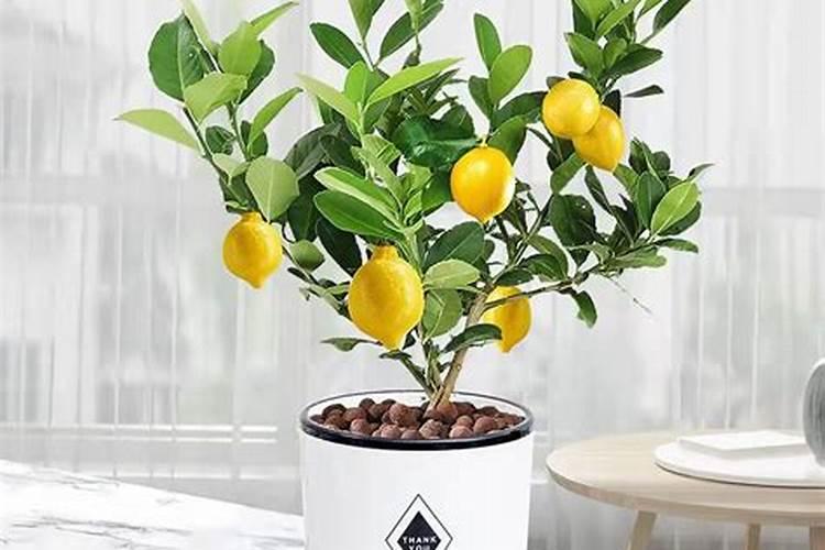 香水柠檬用什么肥料？