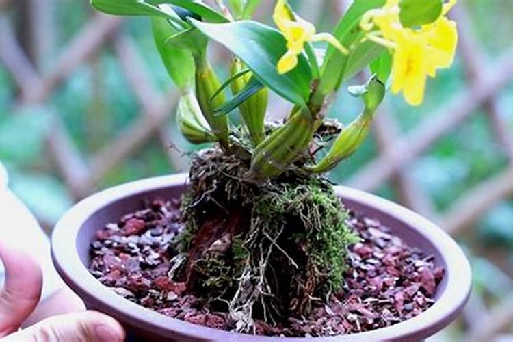 石斛兰开花的时候可以施肥吗？