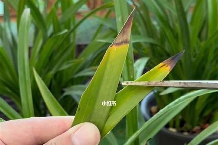 小苍兰怎么种植和养护