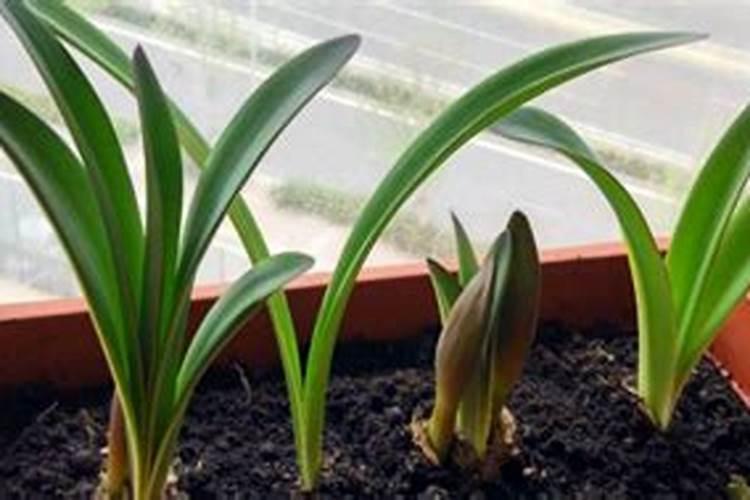 小苍兰怎么种植和养护