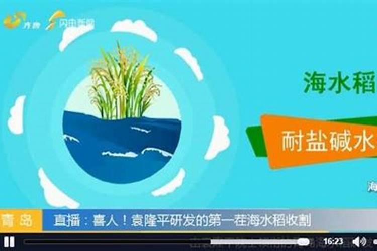 海水稻的特点