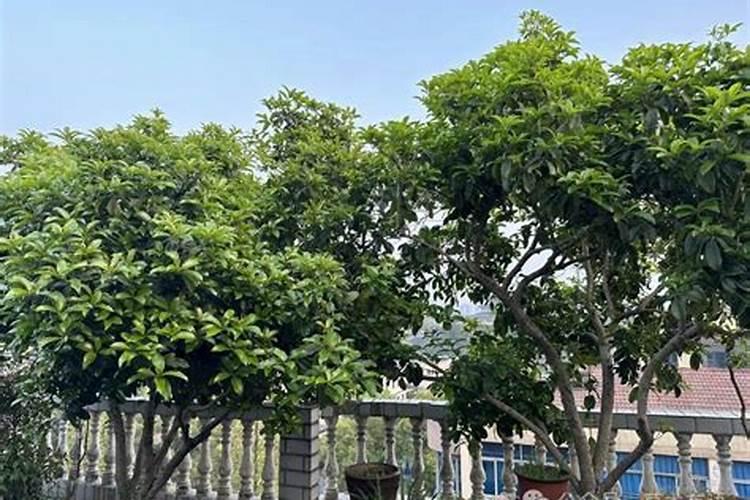 桂花树枝叶少用什么叶面肥能让枝叶茂盛
