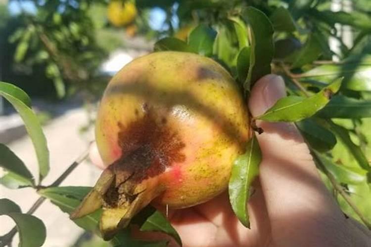 烂石榴能浇花或做肥料吗