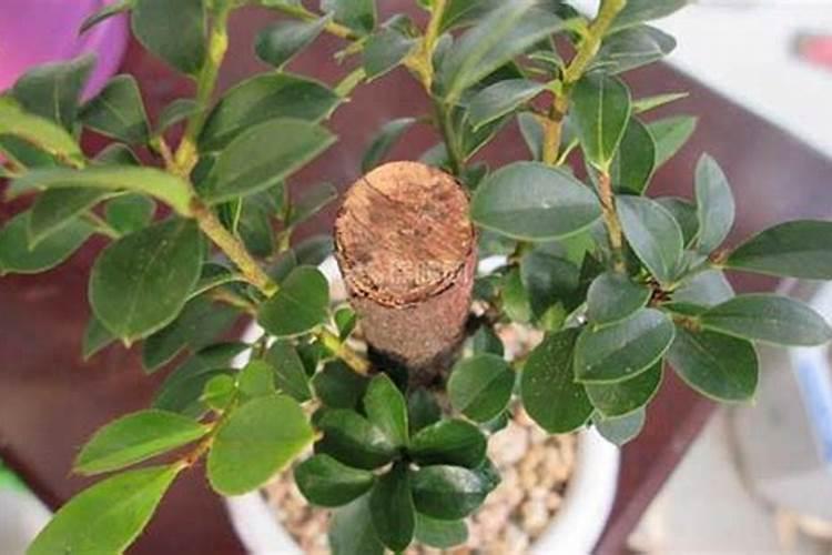 如何种植小叶紫檀树
