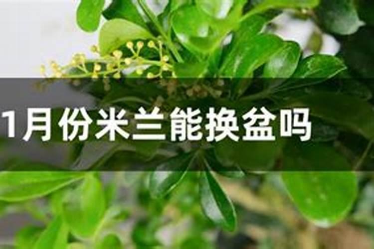 米兰春天这么养,疯狂冒新叶,开花香又多!