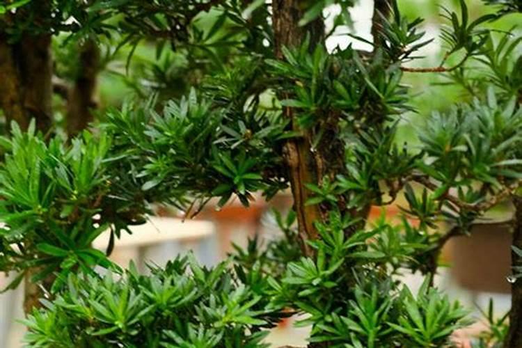 罗汉松施肥时间和方法 罗汉松怎么施肥