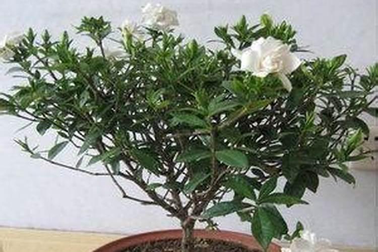 草莓成长过程