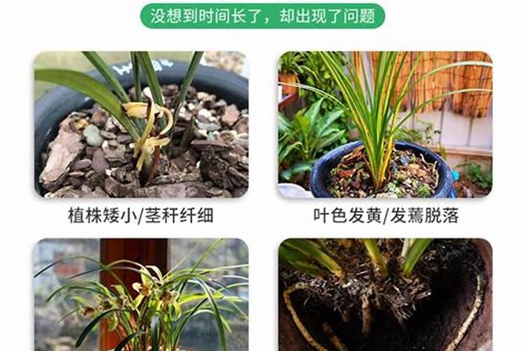 兰花肥料怎么使用;兰花怎么施肥