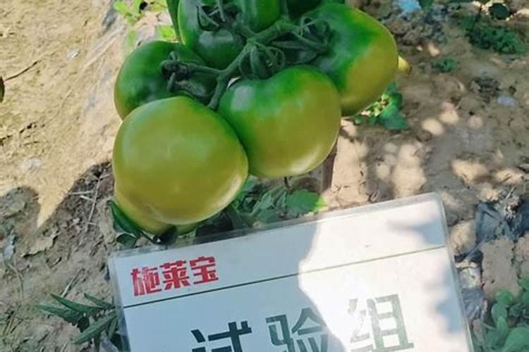 甜瓜用什么肥料好甜瓜的施肥技术