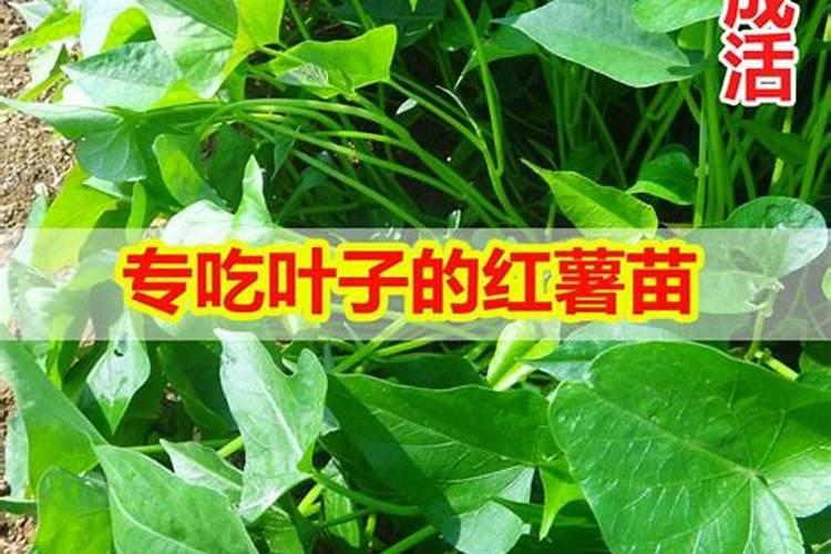 番茄膨果叶面肥效果最好的是哪种