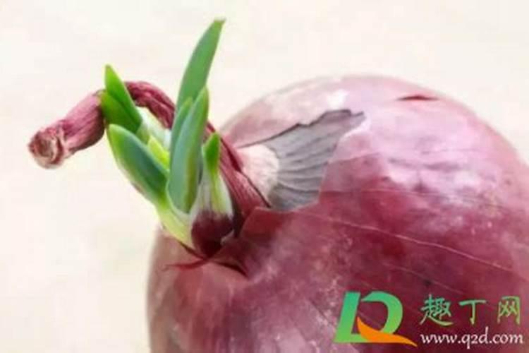 洋葱倒秧后用硝酸钾行吗