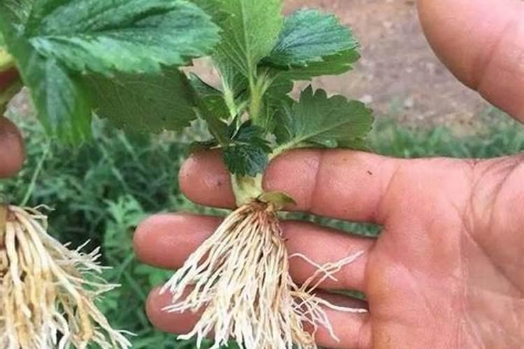 草莓滴灌钙肥一亩多少斤？