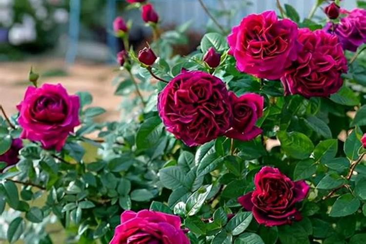 月季花如何施肥 月季花怎么施肥