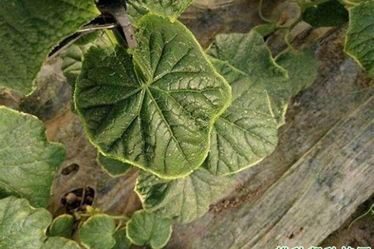 植物却少钾肥怎样办