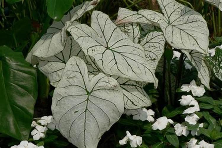 让花长得壮的3种“重口味”肥料,洒1勺,植物叶子肥大绿油油!