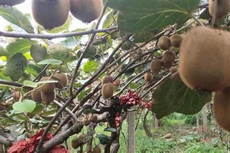 猕猴桃树苗种植方法