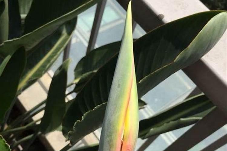 天堂鸟种植方法