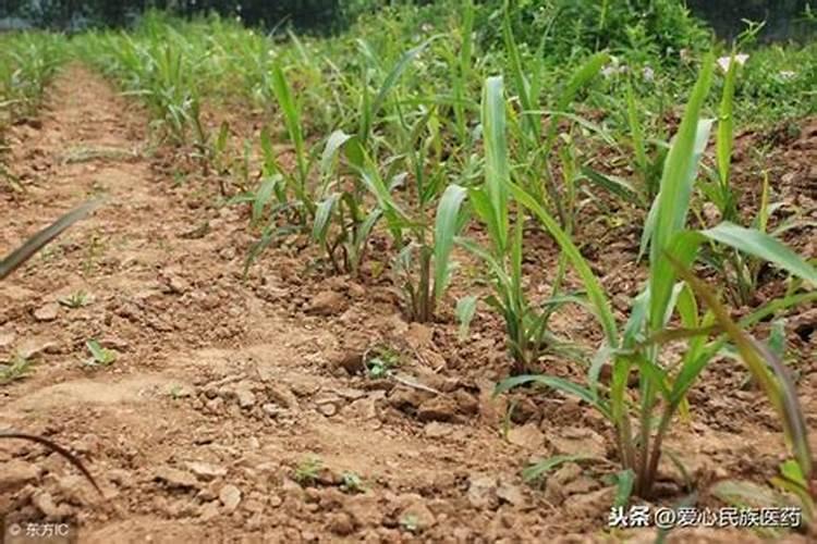 酸性土壤改良方法用什么肥 土壤酸性过高怎么施肥改良