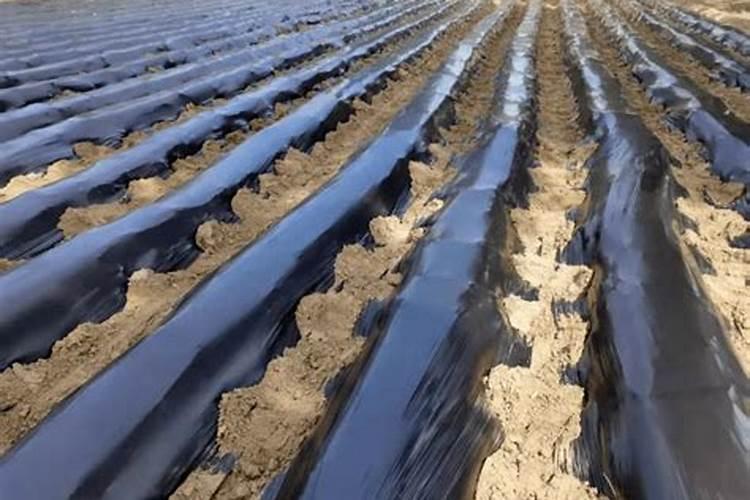 花椒树旱地水溶肥怎么施？