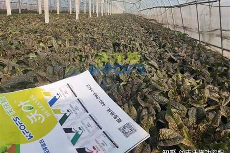 水溶肥到底怎么施用