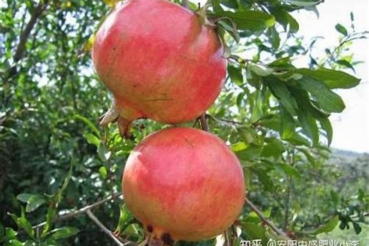 石榴树施什么肥料好
