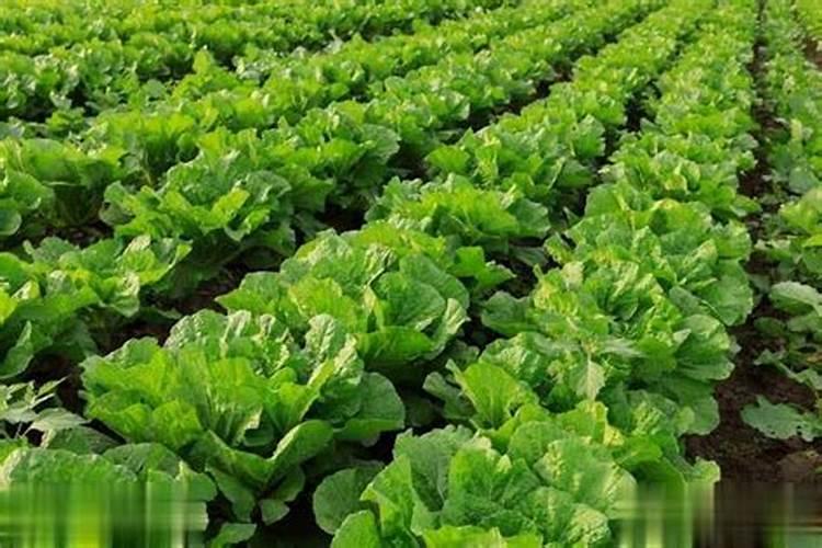 各种蔬菜种植后几天可以施肥？