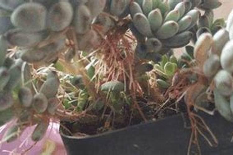 用什么水浇灌沙漠玫瑰花开满树