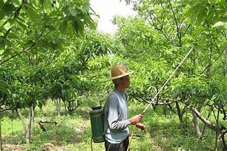 大苏打溶水可以喷叶面吗？