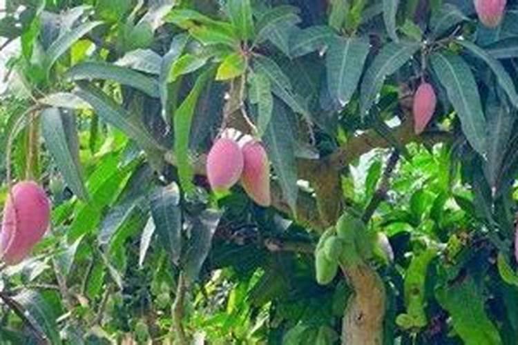 芒果施肥用什么肥料好呢