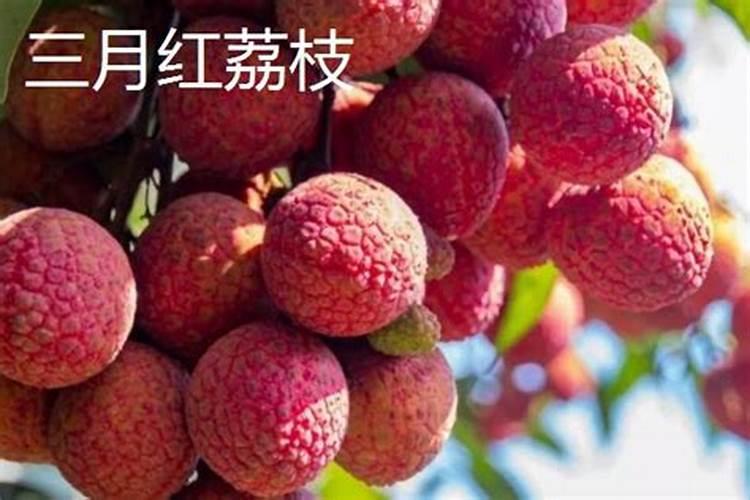 橘子树什么时候开放 桔子树如何施肥