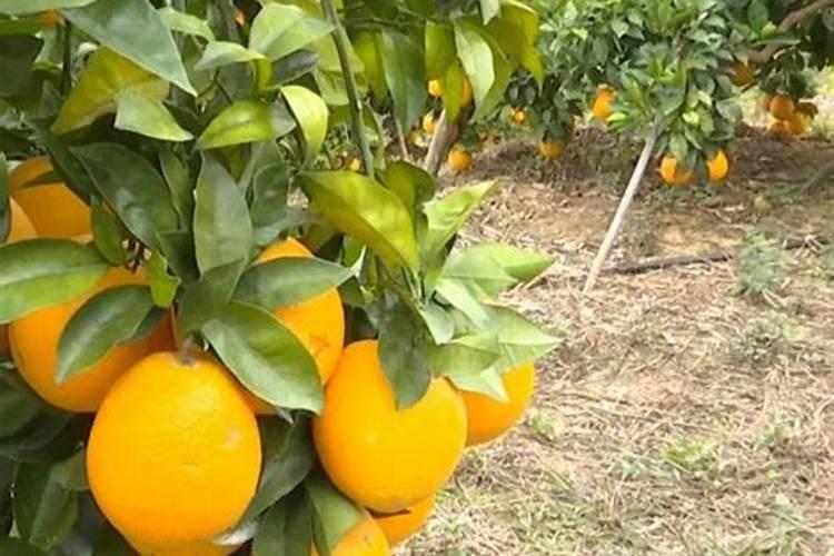 一年树脐橙施肥方案 施什么肥效果好