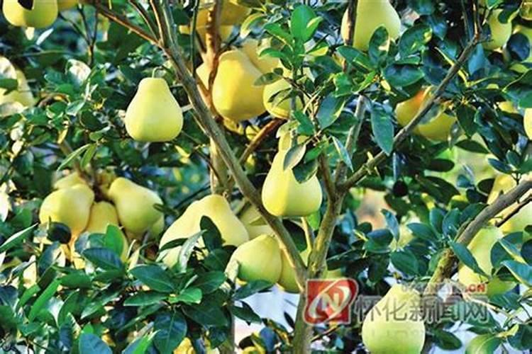 冰糖柚为什么有苦味 冰糖柚可以减肥吗