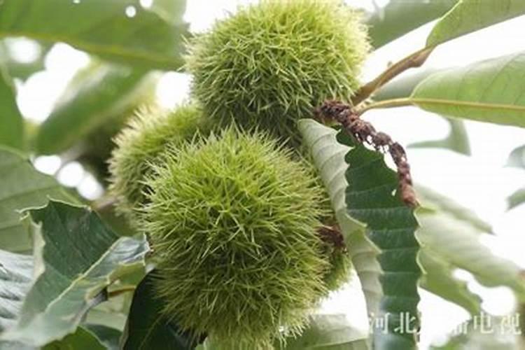 栗子怎样储存硼肥如何正确使用 栗子怎样储存硼肥怎样正确使用