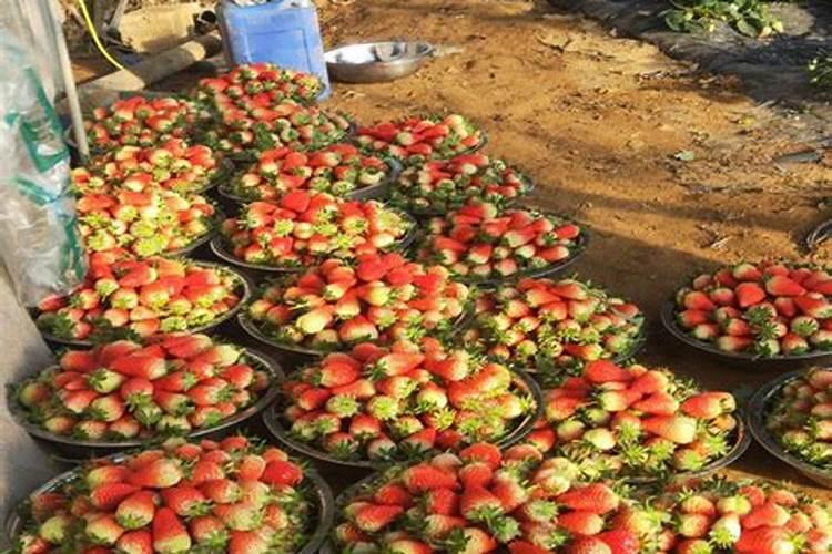 草莓专用肥是什么肥料 草莓施入氮磷钾肥的作用
