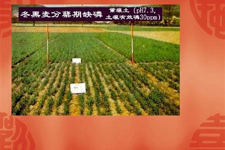 磷肥对玉米的作用及功能