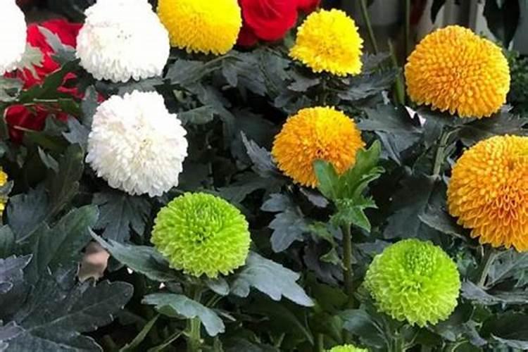 53个肥料常见问题!